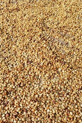Close up of coffee beans drying in the sun           