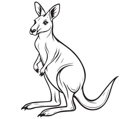  Cartoon kangaroo illustration vector