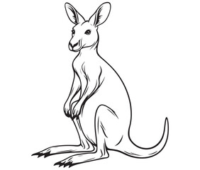  Cartoon kangaroo illustration vector