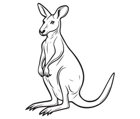  Cartoon kangaroo illustration vector