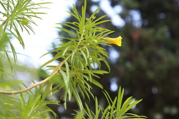 yellow bloom of Thevetia peruviana tree	
