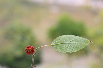 Paper mulberry (Broussonetia papyrifera) is a flowering plant in the family Moraceae.