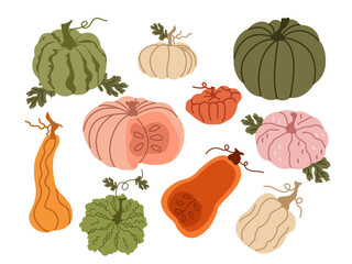 pumpkin set. Pumpkins of different types, shapes, sizes, and colors. Flat graphic vector illustrations isolated on white background