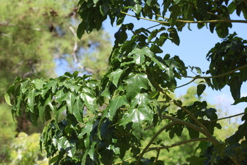  leaves of Brachychiton acerifolius tree