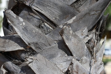 Trunk of a Date palm tree with the nodality of cut-off palm leaves