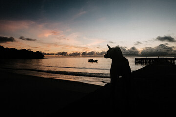 Obraz premium Silhouette of a dog sitting on a pier bridge during sunrise on Koh Rong Island, Cambodia