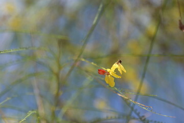 flowers and leaves of jerusalem thorn on blue sky