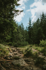 Fototapeta premium forest