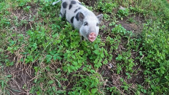 Small cute baby pig feeding in the garden. Mini pig in garden feeding and looking happy