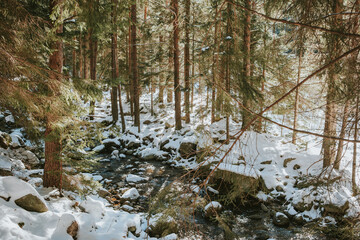 stream in the forest