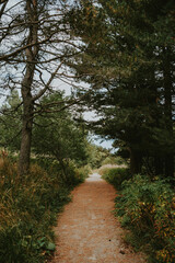 path in the woods