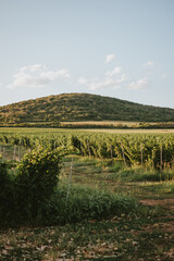 Fototapeta premium vineyard