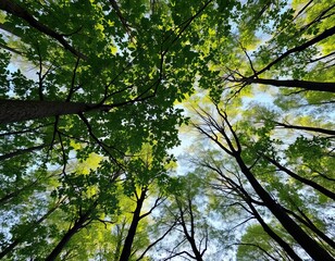 Obraz premium Vibrant green canopy viewed from below in a lush forest, creating a serene atmosphere.