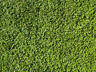 Dichondra carolinensis Carolina ponysfoot is prostrate and spreading groundcover plant.