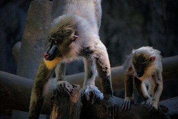 Close up shot of mandrill (Mandrillus sphinx) portrait