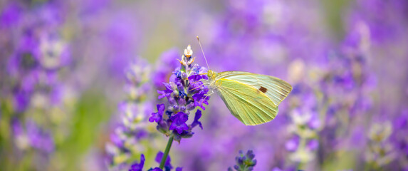 Butterflies on spring lavender flowers under sunlight. Beautiful landscape of nature with a panoramic view. Hi spring. long banner