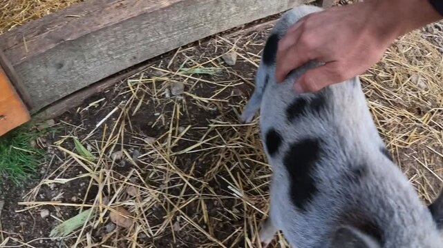 Small cute baby pig feeding in the garden. Mini pig in garden feeding and looking happy