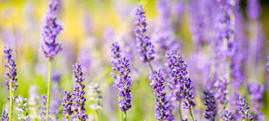 Spring lavender flowers under sunlight. Lilac flowers close up. Beautiful landscape of nature with a panoramic view. Hi spring. long banner