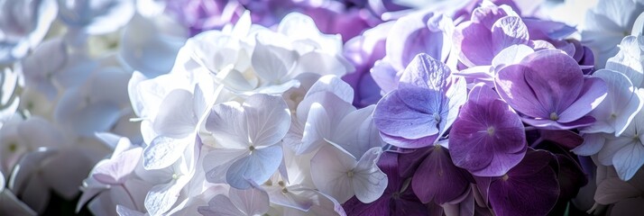 Fototapeta premium Soft purple and white hydrangea blooms blossoming in a garden, a display of delicate beauty.