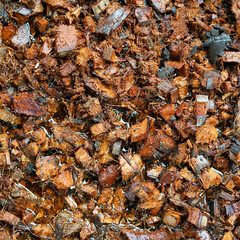 Wet coconut husk chips for use as planting material and cultivation.