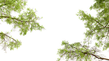 Fototapeta premium Green pine branches corner frame on white background 3D render