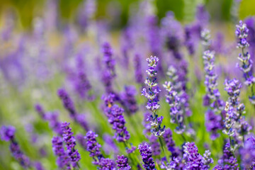 Fototapeta premium Spring lavender flowers under sunlight. Lilac flowers close up. Beautiful landscape of nature with a panoramic view. Hi spring. long banner