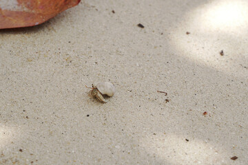 ็Hermit crab walking on white sand - beautiful nature and wildlife at Surin Island Phang Nga Thailand 