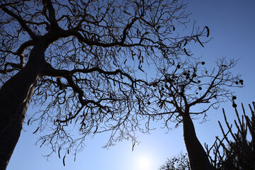 Alberi di baobab in controluce. Madagascar