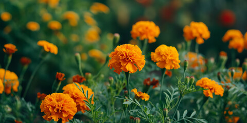 Fototapeta premium Vibrant Orange Marigold Flowers Blooming in a Lush Green Garden
