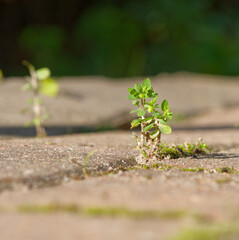 Weeds growing out of block paving
