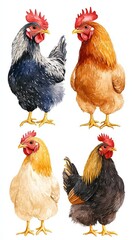 Fototapeta premium Portrait of different hens isolated on a white background