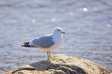 Common gull (larus canus) sitting on rock at seashore in spring.