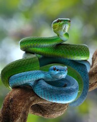 Potrait Blue insularis and Trimeresurus albolabris closeup on branch, Indonesian viper snake closeup, 18 September 2024 Indonesia