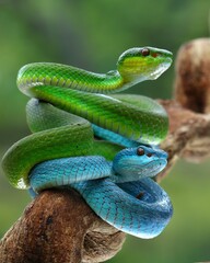 Potrait Blue insularis and Trimeresurus albolabris closeup on branch, Indonesian viper snake closeup, 18 September 2024 Indonesia