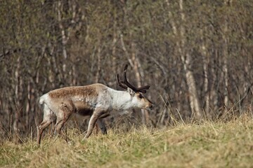Reindeer (rangifer tarandus) with antlers in a meadow in spring.