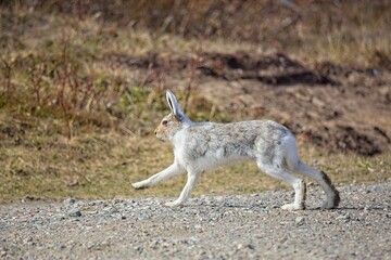 Wild artic rabbit (lepus articus) in nature in spring.