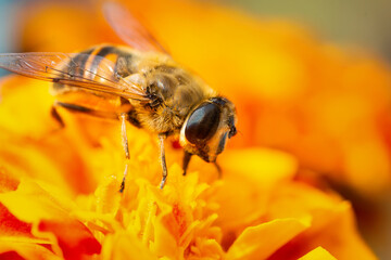 Eristalis tenax is a hoverfly, also known as the drone fly..