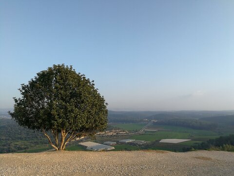 Terebinth Tree at Tel Azekah overlooking the Valley of Elah in Israel where David and Goliath Fought.