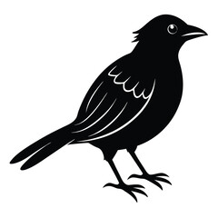 bird silhouette design vector