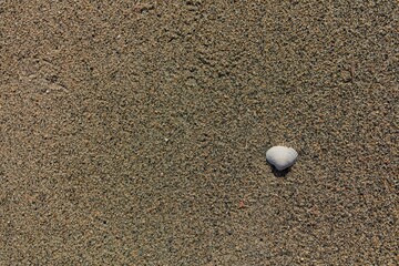 Seashell in soft sand at the beach.