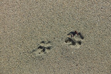 Closeup of dog tracks in soft sand on the beach.