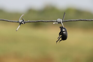 shrike, lanius, collurio, excubitor, shrike shrike, great-crested shrike, prey, impaled on barbed...