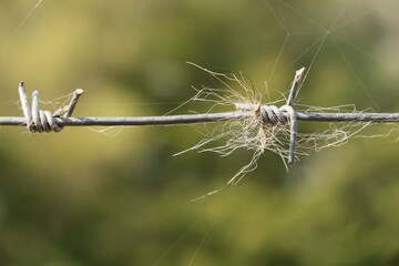 wolf hair, characteristic, barbed wire, security, farm animals, sheep, goats, fallow deer, damage caused by wolves, traces of wolf existence, hair, fence, undermining