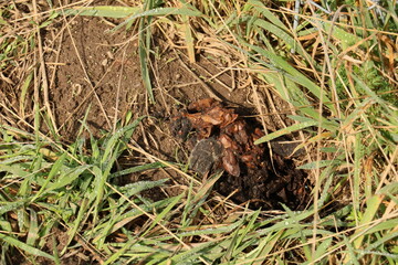 badger, traces, latrine, excrement, meles, meles meles, traces of existence, characteristic, burrow