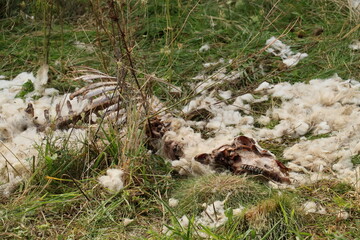 remains of sheep eaten by wolves, wolf prey, prey, remains, carrion, farm animal, bones, skull, decay, hair, wool