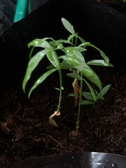 Small, green seedling with few leaves emerges from soil, symbolizing new life and growth in nature