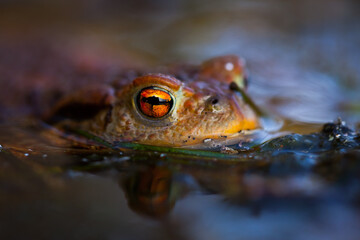 toad, eye, toad emerging from water, eye, animal, orange, eye contact, common toad, bufo bufo, amphibian, tailless, wetland, habitat, ecology, environmental protection, field pond,