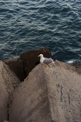 seagull perched on a square rock by the sea