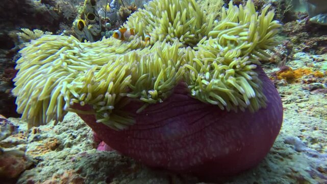 purple anemone with clown nemo fish