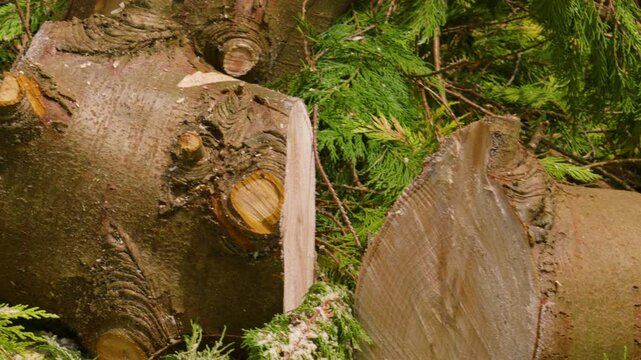 Deforestation Scene of Freshly Cut Logs on Floor After Being Cut by Chainsaw Ready to be Seasoned and Burnt for Warmth During Old Winter Months 4K